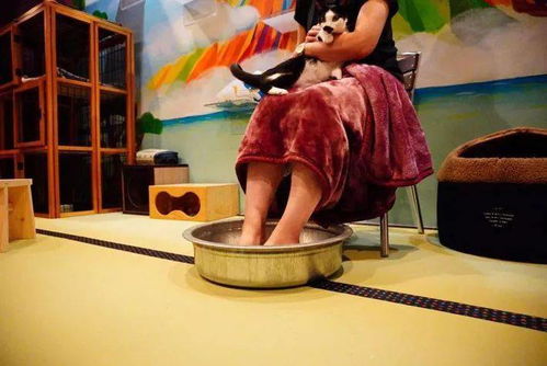 猫浴场 不只是泡猫，还有喵技师的贴心服务